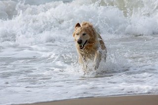 Hundepool - Erfrischung und Abkühlung für Hunde