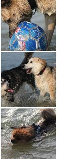 hunde-am-see-im-sommer-strand-183x510