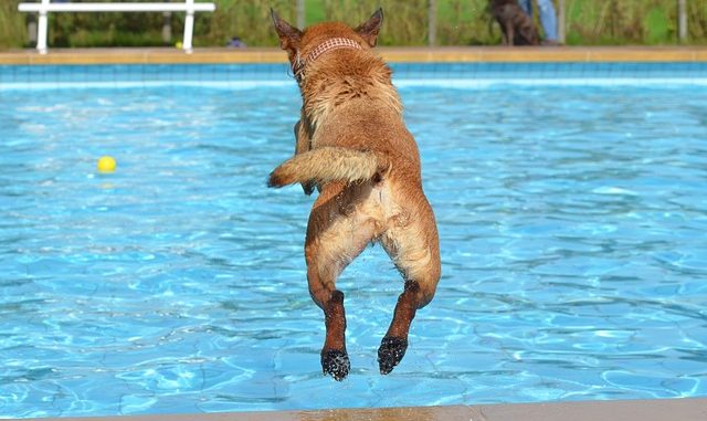 Hundeplanschbecken im Check Hundeplanschbecken im Check