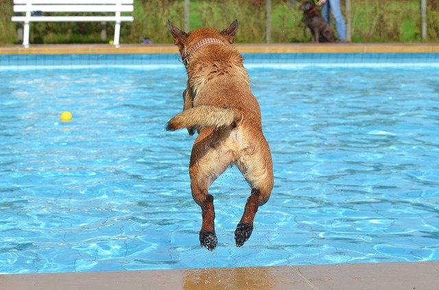 Hundeplanschbecken im Check
