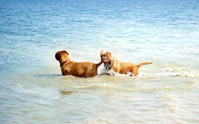 Hundeplanschbecken im Check HundePool.de