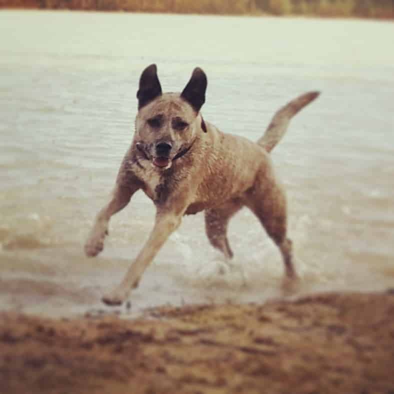 Hunde OPVersicherung warum sich dieser Schutz absout lohnt