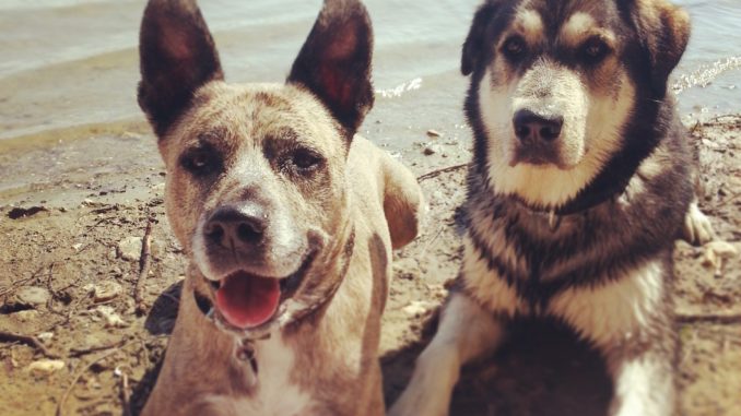 Sunny und Pan - meine Hunde Sunny und Pan - meine Hunde