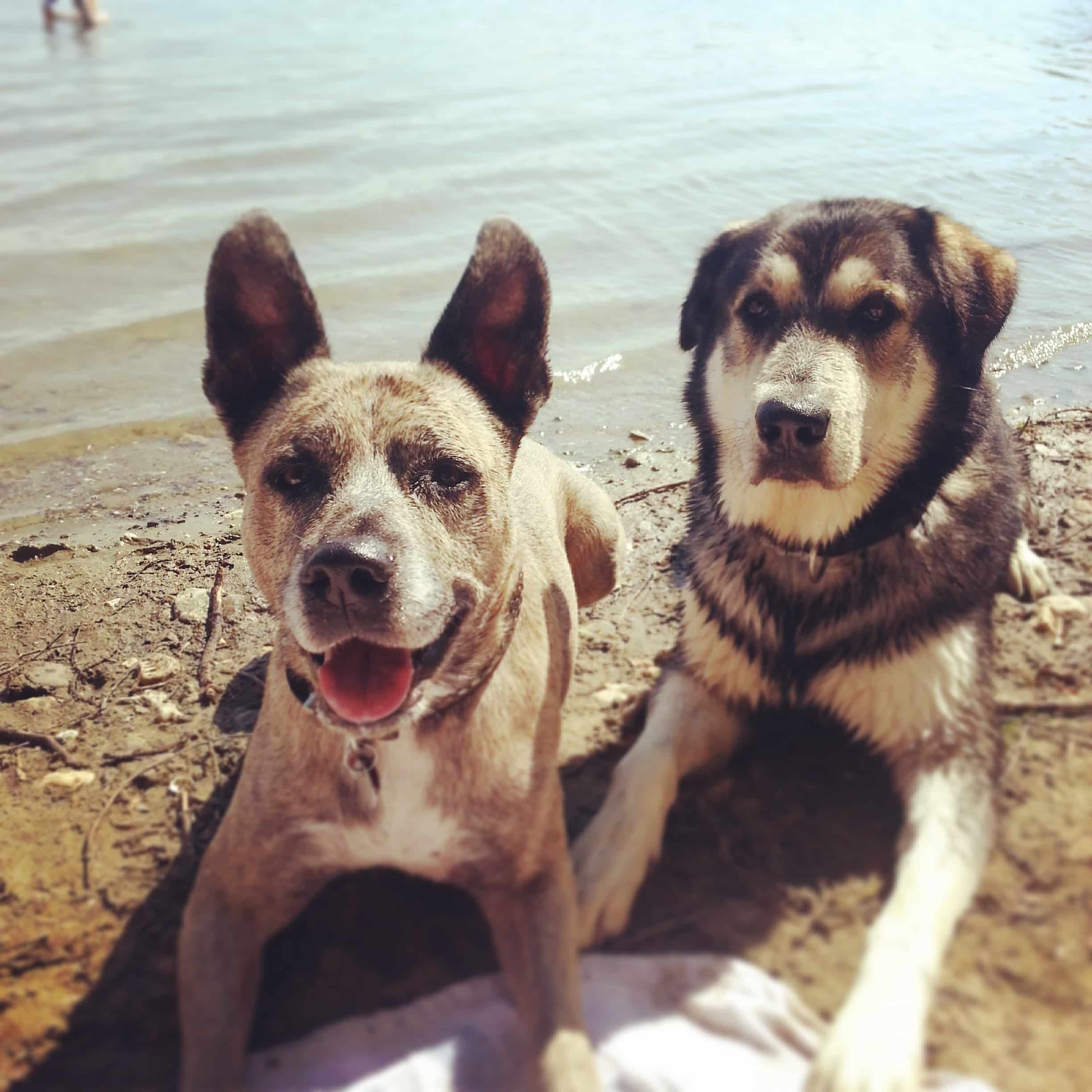 Sunny und Pan - meine Hunde