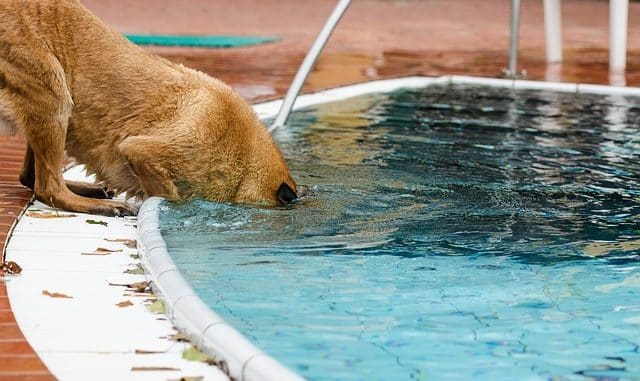 Ist Chlor schädlich für Hunde Ist Chlor schädlich für Hunde