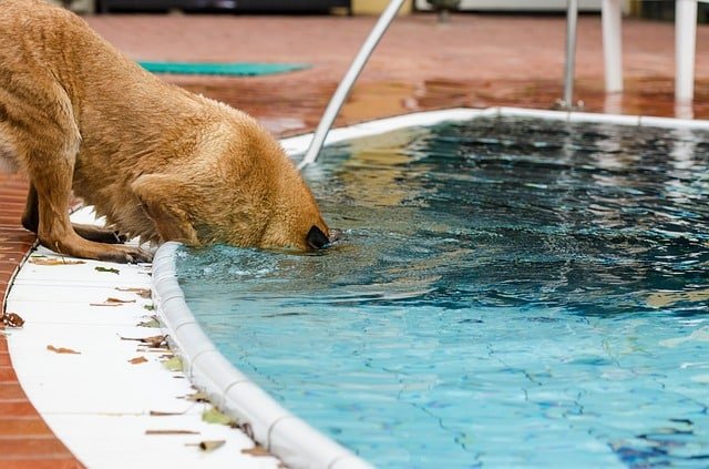 Ist Chlor schädlich für Hunde