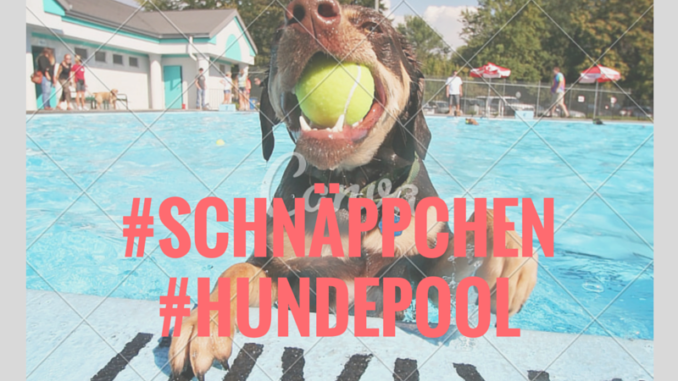 Hundepool Schnäppchen Hundepool Schnäppchen