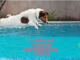 Hunde pool - Die preiswertesten Hunde pool analysiert