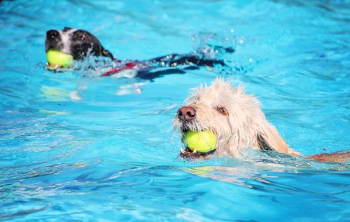 Badespaß für Hunde