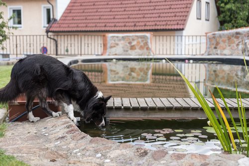 Hundepool selber bauen - Teich