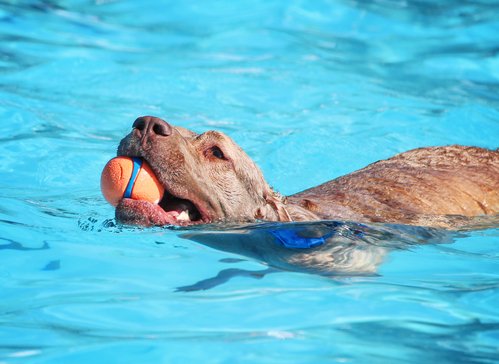 Hundepool und Hundeschwimmbecken für große Hunde