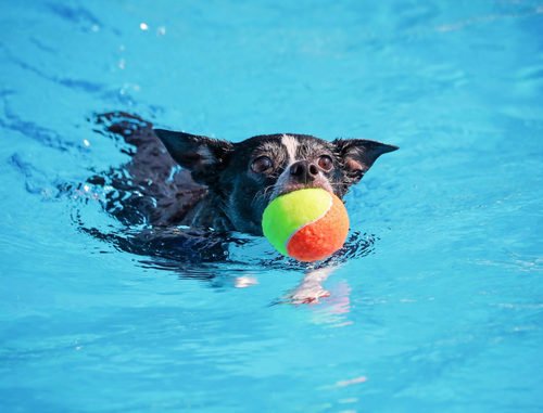 Hundepool und Hundeschwimmbecken für kleine Hunde