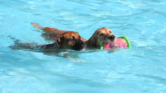 Hundeschwimmbecken