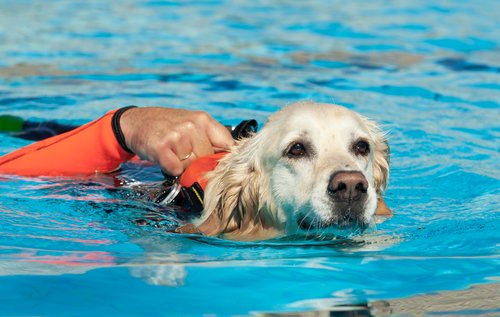 Hundeschwimmweste im Einsatz