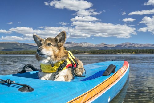 Hundezubehör für das Schwimmen mit Hund