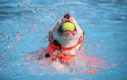 Schimmspielzeug für Hunde