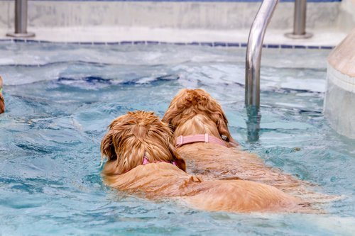 Wasserfestes Hundehalsband