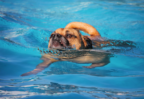 Hundeschwimmbecken für kleine Hunde