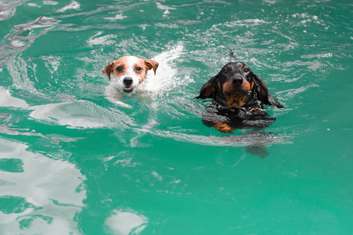 Pools für kleine und große Hunde