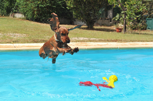 XXL Hundepool für große Hunde - großer Schwimmspaß